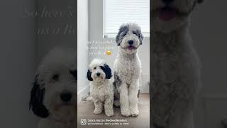 Mini Bernedoodle Sheepadoodle Sisters [upl. by Neffets683]