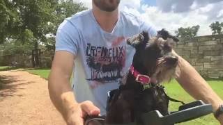 Buddyrider™ Dog Bicycle Seat Overview and Review  Top Tested Dog Bike Carrier [upl. by Des]