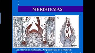 B0111 UCR Meristemas y Tejidos [upl. by Gleich]