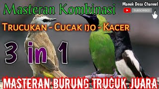 3 in 1 masteran HEBAT burung trucuk kombinasi suara CUCAK IJO  KACER untuk isian trucukan [upl. by Milan]