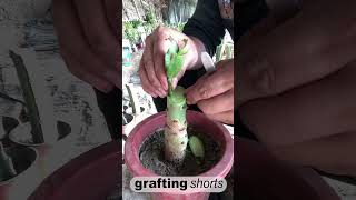 Tree grafting technology l grafting shorts [upl. by Ballou525]