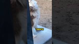 Ce Chien est Parti Trop Tôt❤️ [upl. by Essilem]