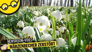 Märzenbecher Blumen wurden in Hameln zerstört [upl. by Daggett]