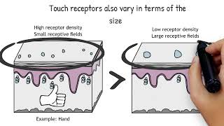 Touch Receptors Explained  Animated Neuroscience [upl. by Karleen]