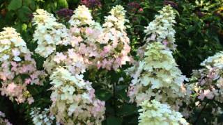 Hydrangea paniculata Burgundy Lace [upl. by Olegnaleahcim238]