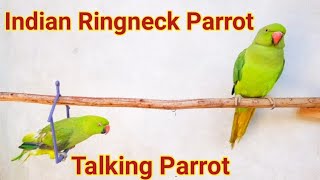 Indian Ringneck Parrot  Mithu Talking Parrot  Green Ringneck Parrot [upl. by Hsemar847]