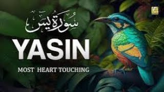 surah Yaseen by Qari Abdul Rahman [upl. by Mariya]