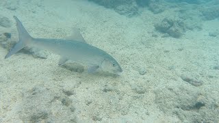 Bonefish Hanauma Bay Nature Preserve Hawaii snorkeling hawaii oahu hanaumabay [upl. by Haniraz773]