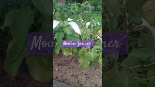 Mussaenda wild 🌵 plantgarden vlog minivlog plants indoorplants nature ducks [upl. by Neehsuan852]