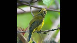 olivebacked sunbird male chengmelaka 131024 [upl. by Shaum]