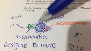 How fertilisation takes place acrosome reaction and cortical reaction [upl. by Akerboom]