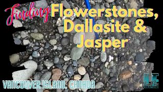 Rockhounding Vancouver Island  finding flowerstones dallasite and jasper [upl. by Yemac]