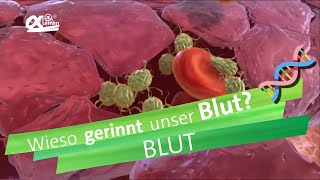 Blutgerinnung  alpha Lernen erklärt Biologie [upl. by Longo]