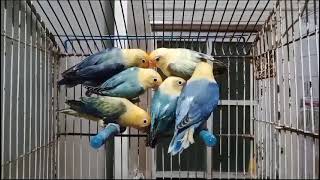 Parblue Opaline beautiful lovebirds [upl. by Atalaya]