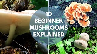 Mushroom Foraging for Beginners [upl. by Eisso]