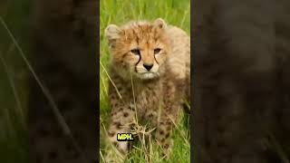 How fast a Cheetah Is facts animals wildlife [upl. by Aziaf]