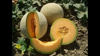 How to Grow Backyard Cantaloupes [upl. by Drusie]