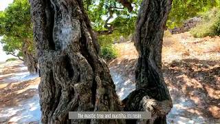 Walking in Mastiha Villages  Chios [upl. by Magda200]