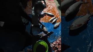 Fish cating fas market live shotsytshorts youtubevidio [upl. by Dollie645]