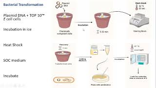 Design and validation of an expression vector in a mammalian cell [upl. by Psyche659]