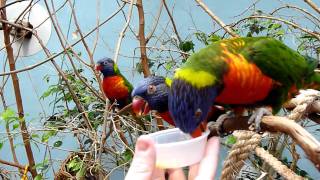 Lorikeets Eating Nectar [upl. by Nomolos]