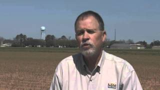 Weather interferes with Louisiana corn crop [upl. by Chalmer]