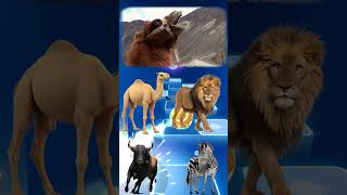 Funny Camel Coffin vs Funny Lion Coffin Funny Zebra Coffin x Coffin Dance Tiles hop EDM Rush [upl. by Nitsyrk]