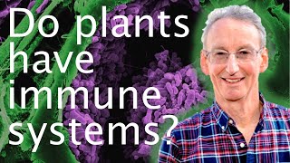 How plant immune systems protect them from disease  Jonathan Jones 🦠😷 [upl. by Laurene]