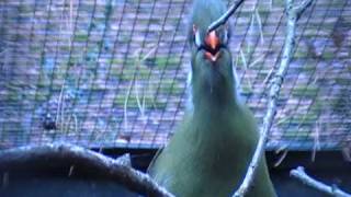 white cheeked turaco singing [upl. by Lurie]