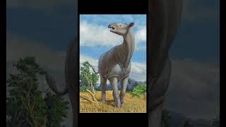 paraceratherium🦏 curiosidades dinosaur dinosauros paleontologia [upl. by Hazrit615]