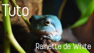 TUTO RAINETTE DE WHITE  Réussir lélevage dune Litoria [upl. by Atiuqcaj]