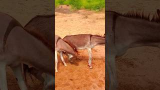 donkeys ytshort virlshort nature shortsviral pets gadhe [upl. by Refennej486]