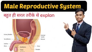 quotMale Reproductive System Anatomy Function and Key Organsquot [upl. by Lathrop985]