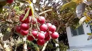 Red longan speciality fruit tree in Asia [upl. by Carmon]