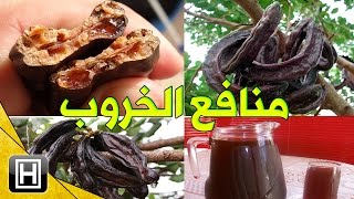 فوائد الخروب العشرة وكيفية إستغلالها بكيفية صحيحة وفعالة [upl. by Ryon]