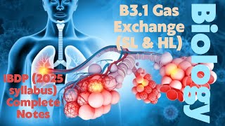 IBDP Biology B31 Gas Exchange SL amp HL 2025 Syllabus Full Notes [upl. by Irafat971]