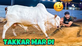 ITNY KHATRNAAK JANWAR NE TAKKAR MAR DI😭🤕 QURBANI VLOG  BAKRA EID 2023 [upl. by Moorefield]