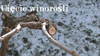 Ostre cięcie Winorośli w celu uzyskania wysokiej jakości owoców  how to cut vine [upl. by Wivina845]