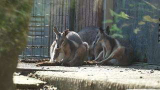 Wallaby and wallaroo 20241024／Tama Zoological Park／4K [upl. by Olonam]