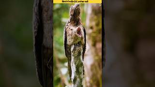 Potoo bird  An expert in hiding itself ।। jungletak [upl. by Neyr528]