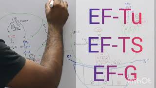 Translation Process in Prokaryotes Part II  Elongation [upl. by Onitnatsnoc270]