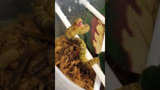 Baby Atheris squamigera  Bush Viper Squam [upl. by Atterol893]