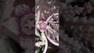 Orbea variegata 🌵 Cactus Starfish [upl. by Oirad]