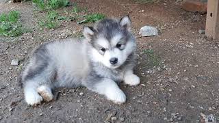 Alaskan malamute puppies 6 weeks old [upl. by Kern]