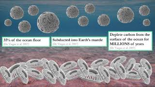 Coccolithophores Function and Future [upl. by Freud]