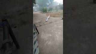 Gultair pureFightrainingmehrangoatfarm Jagoo🐕 [upl. by Secrest]