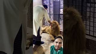 Mufasa ko ghussa ageya 🦁😡 lion tiger animals pets explore youtube viralvideo shorts [upl. by Kissie259]