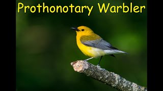 Prothonotary Warbler [upl. by Sema]