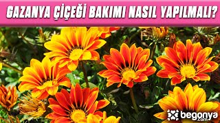 Gazanya Çiçeği Bakımı Nasıl Yapılmalı [upl. by Katrinka]