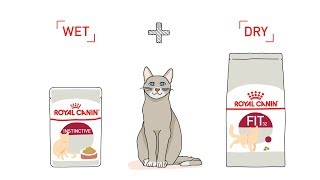 Royal Canin Mix Feeding for Cat [upl. by Asssilem]